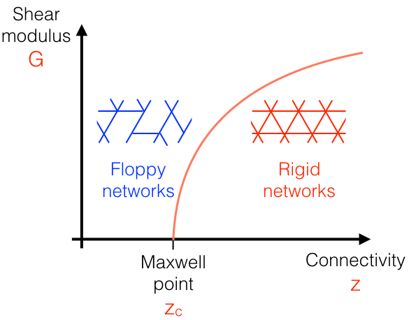 Model elastic network